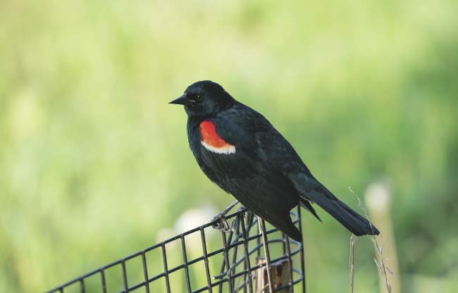 A bird sitting on a fence