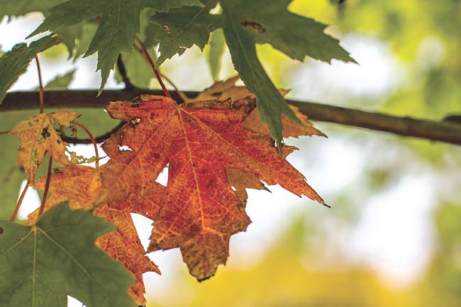 a fall orange leaf next to green leaves on a branch