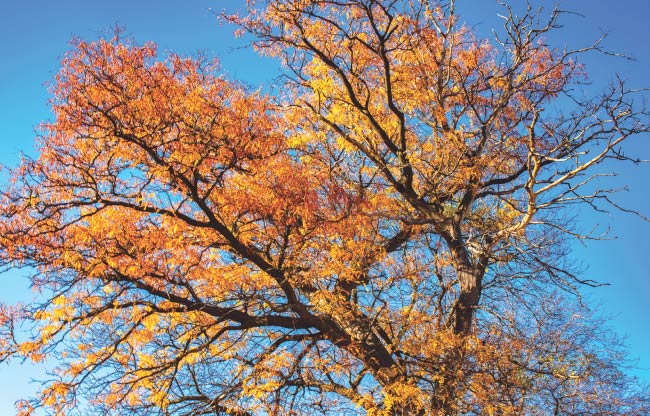 a tree full of orange leaves against a blue sky