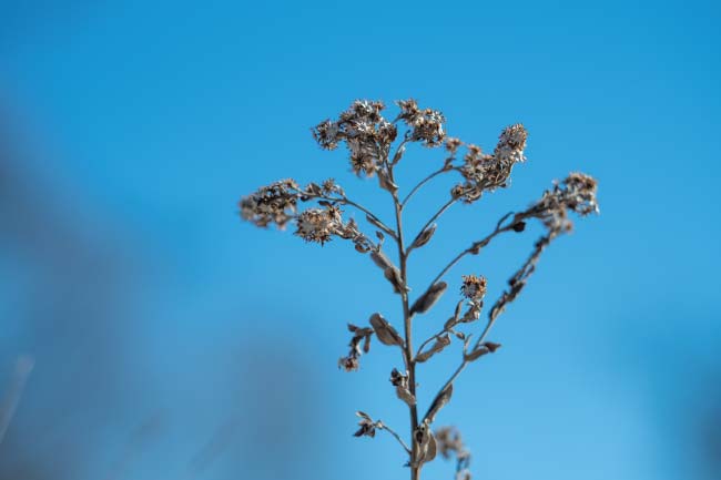 a dried plant against a blue sky